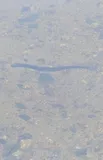 Silver Lamprey, photographed in Minnesota