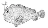 Tail-jet Frogfish, photographed in Hawaii