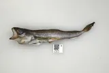 Arctic Cod, photographed in Alaska