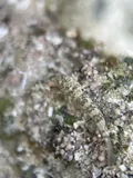 Rockcut Goby, photographed in Saint Ann