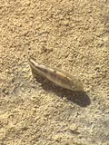 Salt Creek Pupfish, photographed in California