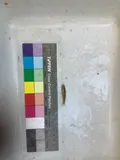 Tombigbee Darter, photographed in Alabama