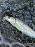 Hardhead, photographed in California