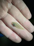 Blackcheek Tonguefish, photographed in South Carolina