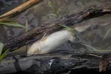 Yellow Bullhead, photographed in Ohio