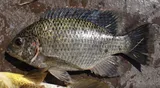 Greenheaded Bream, photographed in North-West