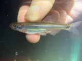 Rosyface Shiner, photographed in Ohio
