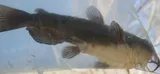 Black Bullhead, photographed in Manitoba
