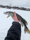 Northern Pike, photographed in Michigan