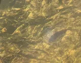 Sacramento Pikeminnow, photographed in California