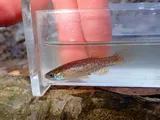 Northern Starhead Topminnow, photographed in Alabama