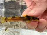 Ozark Madtom, photographed in Arkansas