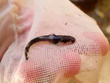 Least Madtom, photographed in Kentucky