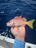 Blackfin Snapper, photographed in Florida