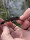 Pirate Perch, photographed in Louisiana