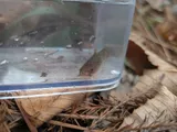 Brown Madtom, photographed in Louisiana