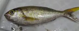 Goldflag Snapper