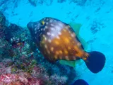 Whitespotted Filefish, photographed in West Bay