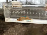 Highland Rim Darter, photographed in Kentucky