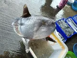 Sharptail Mola, photographed in Taiwan