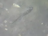 Gulf Killifish, photographed in Florida