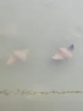Cownose Ray, photographed in Maryland