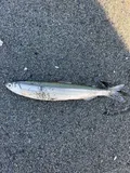 Surf Smelt, photographed in British Columbia