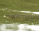 Bighead Carp, photographed in Baden-Württemberg