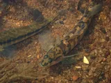 Halloween Darter, photographed in Georgia