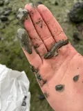 Chameleon Goby, photographed in California