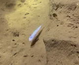 Southern Cavefish, photographed in Kentucky