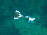 Sharksucker, photographed in Northern