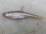 Pugnose Minnow, photographed in Arkansas