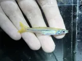 Tidewater Silverside, photographed in Florida