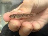 Arkansas Darter, photographed in Missouri