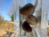 Spring Cavefish, photographed in Tennessee