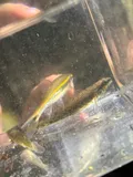Brown Darter, photographed in Alabama