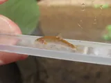 Loach Minnow, photographed in Arizona