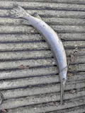 Longnose Gar, photographed in Maryland