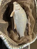 Quillback, photographed in Ohio