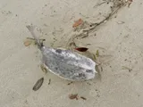 Spiny Boxfish, photographed in Mie