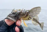 Fourhorn Sculpin, photographed in Western Finland