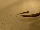 Lined Topminnow, photographed in South Carolina