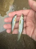 Suckermouth Minnow, photographed in Ohio