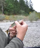 Umpqua Pikeminnow, photographed in Oregon
