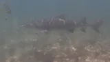 Lemon Shark, photographed in Rio Grande do Norte