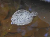 Lined Sole, photographed in Yucatán
