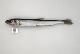 Pacific Rainbow Smelt, photographed in Alaska