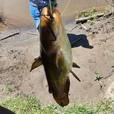Yellow Bullhead, photographed in Washington