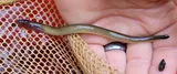 American Brook Lamprey, photographed in Maryland